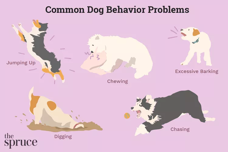Understanding Your Dog’s Bad Behavior (and How to Fix It)