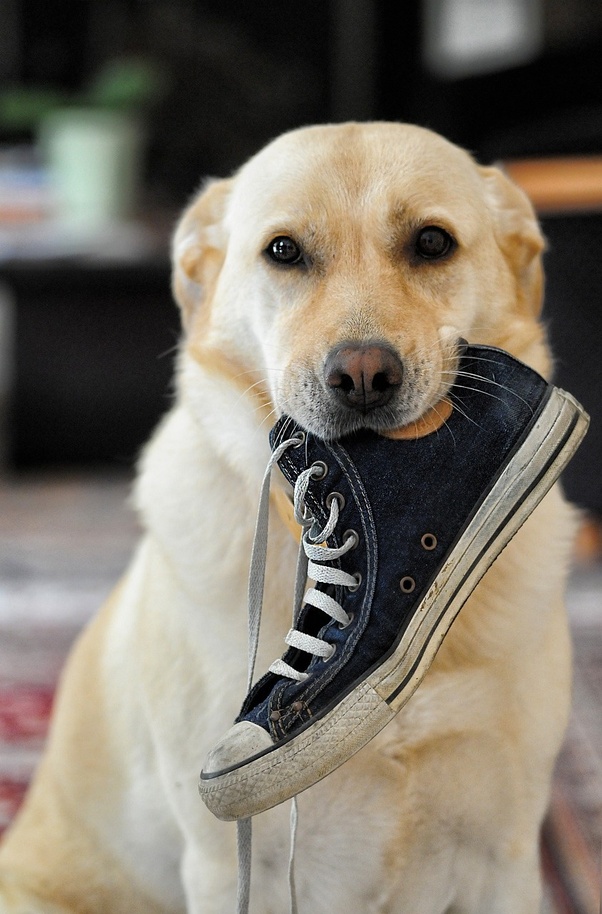 The Surprising Reason Your Dog Keeps Chewing on Your Shoes